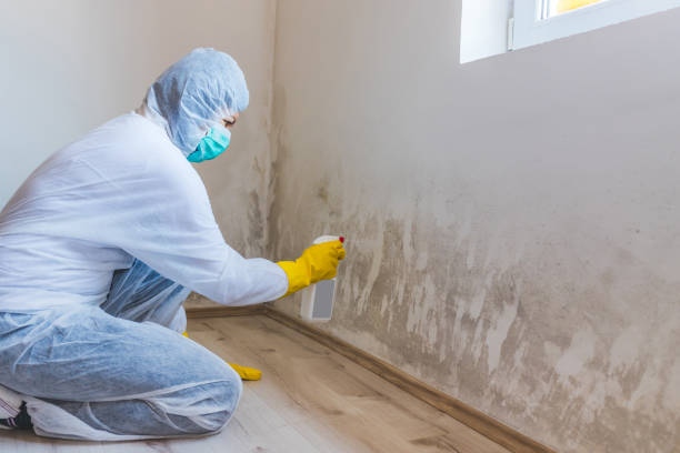Licensed Black Mold Remediation service in Thurmont, MD - 24 Hour Mold Removal